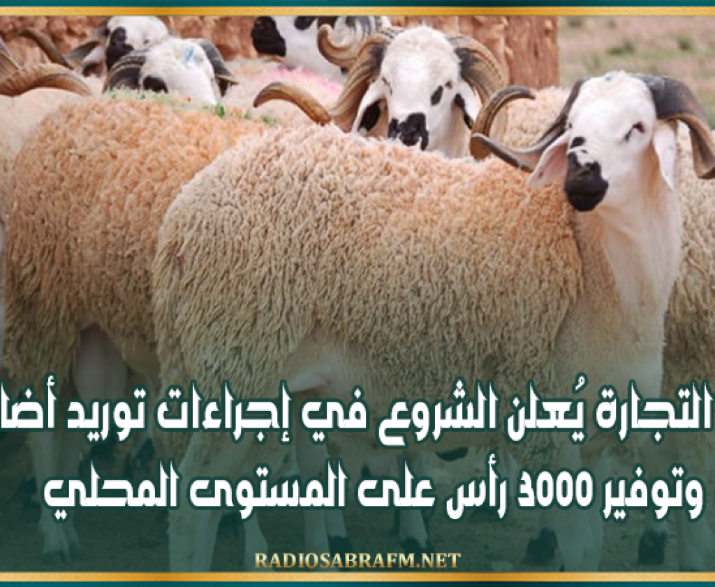 وزير التجارة يُعلن الشروع في إجراءات توريد أضاح وتوفير 3000 رأس على المستوى المحلي