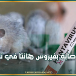 وزارة الصحة: صفر إصابة بفيروس هانتا في تونس