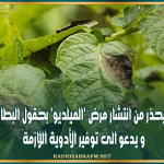 القيروان: اتحاد الفلاحة يحذر من انتشار مرض 'الميلديو' بحقول البطاطا والطماطم و يدعو الى توفير الأدوية اللازمة