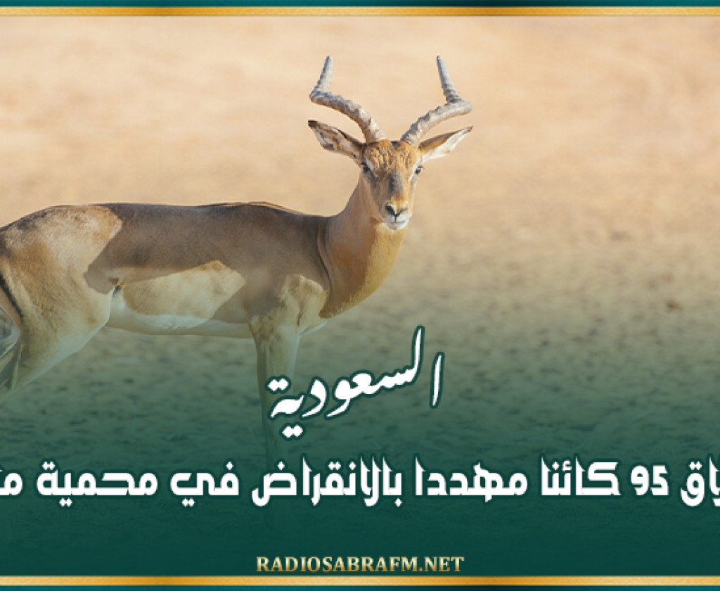 السعودية.. إطلاق 95 كائنا مهددا بالانقراض في محمية ملكية