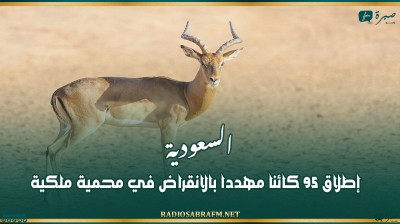 السعودية.. إطلاق 95 كائنا مهددا بالانقراض في محمية ملكية