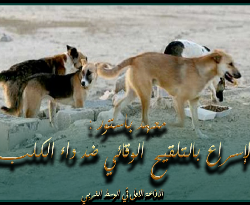 معهد باستور : الإسراع بالتلقيح الوقائي ضد داء الكلب وغسل مكان الإصابة يمكن من تفادي الوفاة عند الإنسان