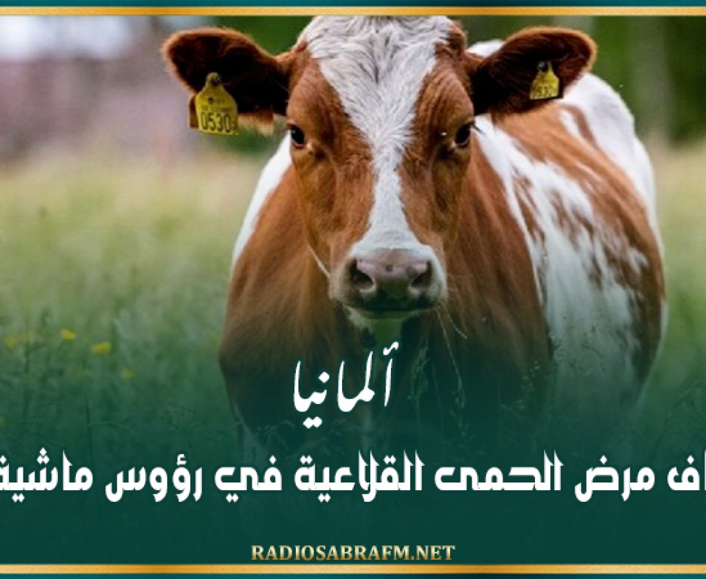 ألمانيا : اكتشاف مرض الحمى القلاعية في رؤوس ماشية نافقة