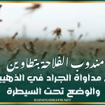 مندوب الفلاحة بتطاوين: انطلاق مداواة الجراد في الذهيبة جوا والوضع تحت السيطرة