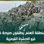 السبيخة: اهالي منطقة العلم يطلقون صيحة فزع بسبب غزو الحشرة القرمزية
