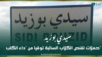 سيدي بوزيد: حملات لقنص الكلاب السائبة توقيا من 'داء الكلب'