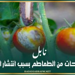 نابل: تضرر مساحات من الطماطم بسبب انتشار الفطريات