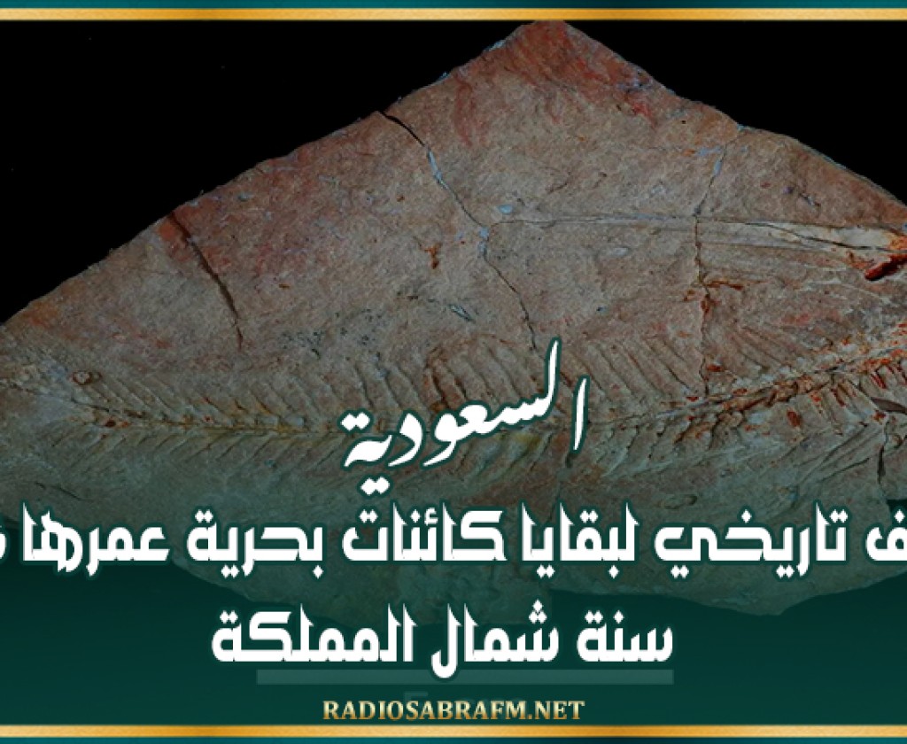 السعودية.. اكتشاف تاريخي لبقايا كائنات بحرية عمرها 56 مليون سنة شمال المملكة