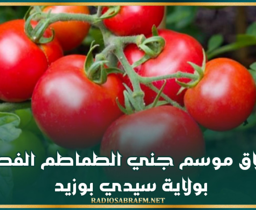 انطلاق موسم جني الطماطم الفصلية بولاية سيدي بوزيد