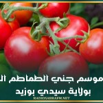 انطلاق موسم جني الطماطم الفصلية بولاية سيدي بوزيد
