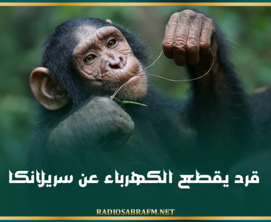 قرد يقطع الكهرباء عن سريلانكا