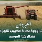القيروان: التقديرات الأولية لصابة الحبوب تناهز 1،3 مليون قنطار هذا الموسم
