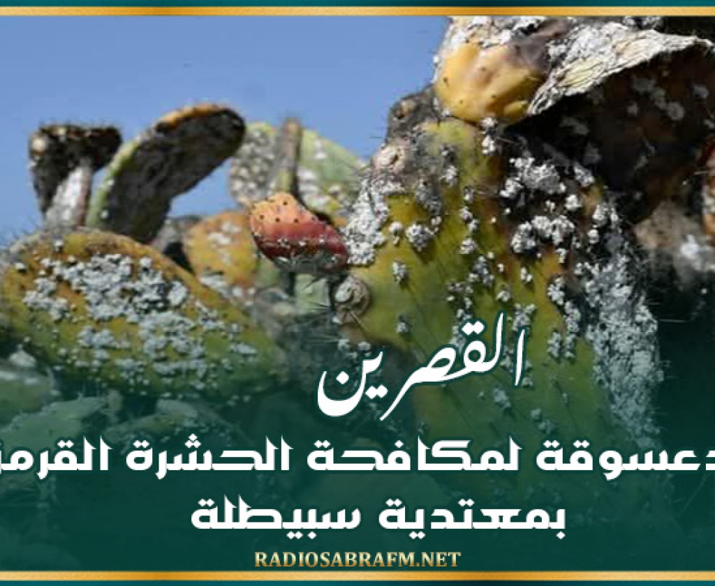 القصرين: نشر دعسوقة لمكافحة الحشرة القرمزية بمعتدية سبيطلة