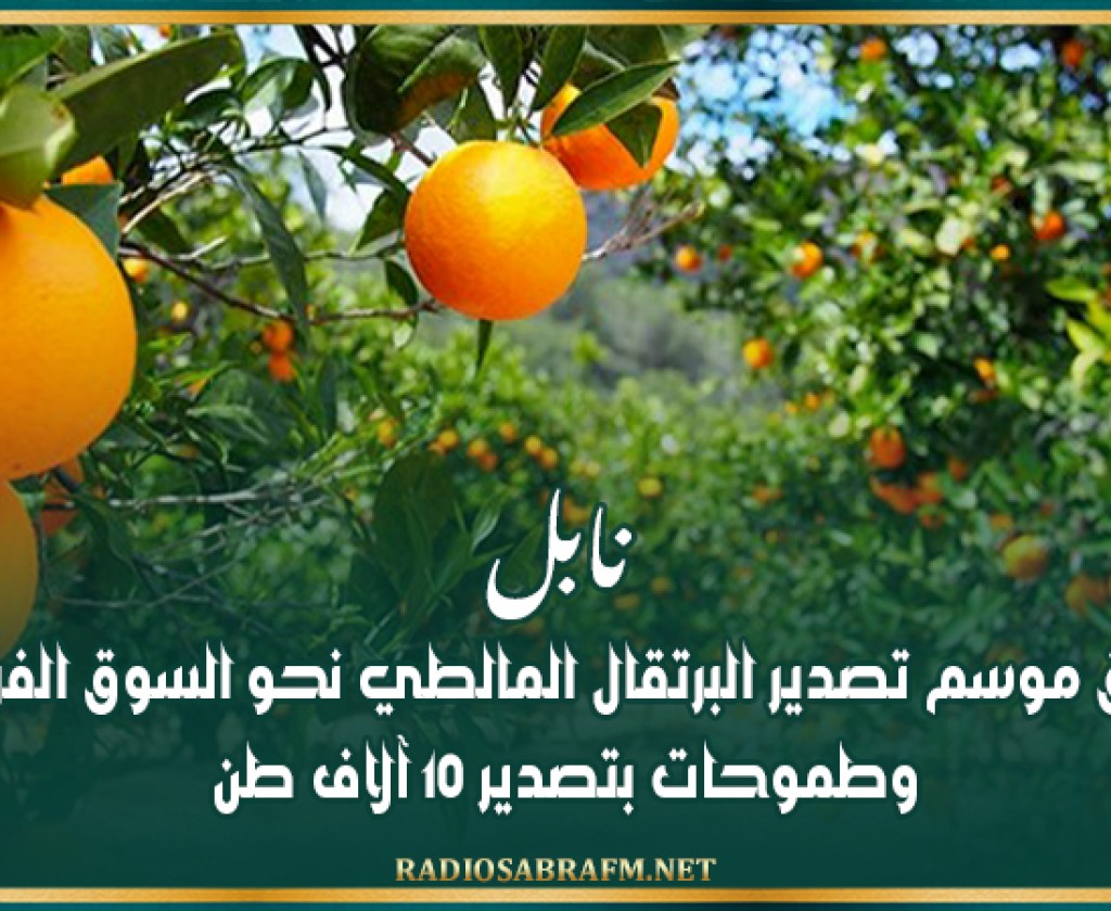 نابل: انطلاق موسم تصدير البرتقال المالطي نحو السوق الفرنسية وطموحات بتصدير 10 آلاف طن