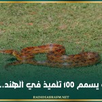 ثعبان ميت يسمم 100 تلميذ في الهند.. ما القصة؟