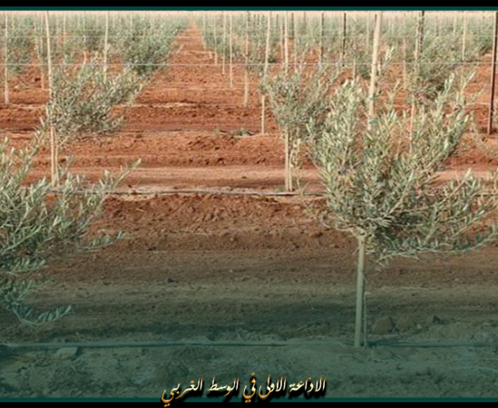 قفصة: إنجاز منطقة سقوية مُكثّفة لغراسة أشجار الزيتون بمنطقة قرعة السند الشمالية