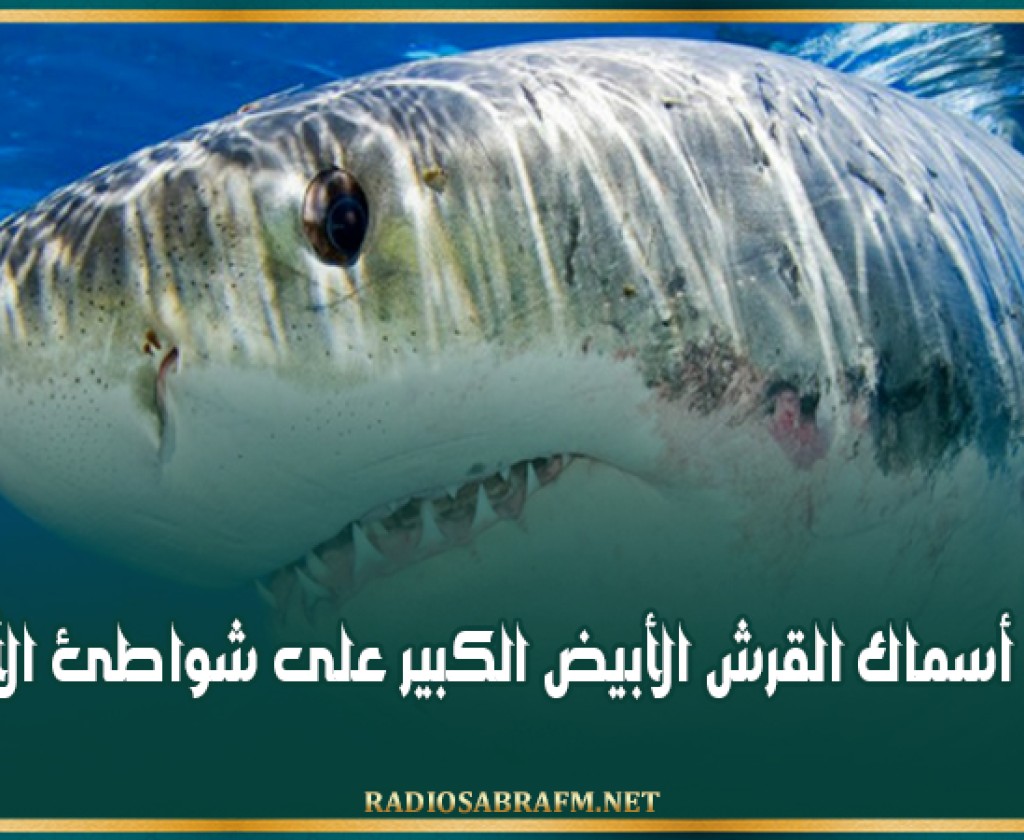 لغز نفوق أسماك القرش الأبيض الكبير على شواطئ الأطلسي