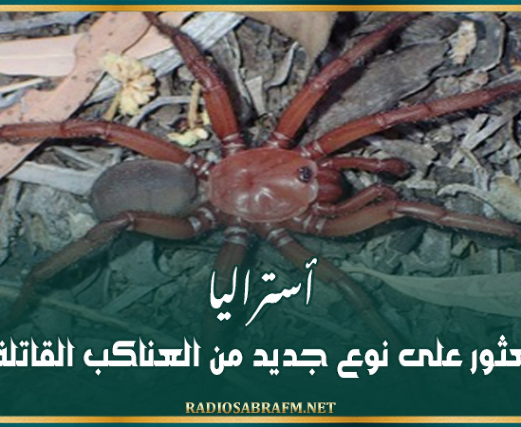 أستراليا.. العثور على نوع جديد من العناكب القاتلة