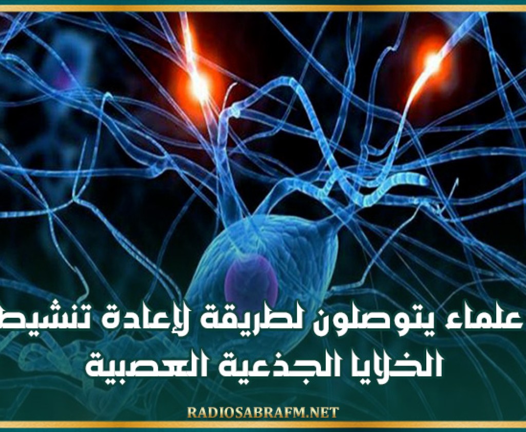 علماء يتوصلون لطريقة لإعادة تنشيط الخلايا الجذعية العصبية