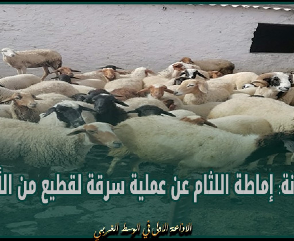 سليانة: إماطة اللثام عن عملية سرقة لقطيع من الأغنام