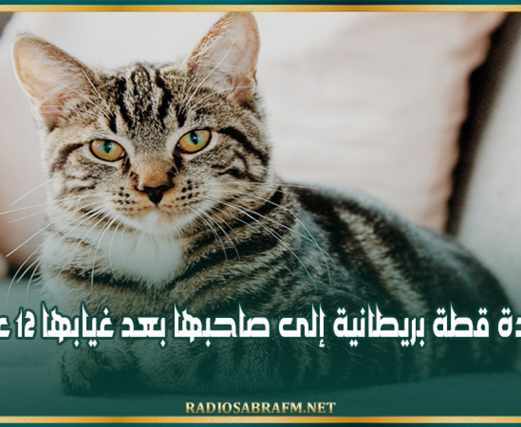 عودة قطة بريطانية إلى صاحبها بعد غيابها 12 عاما