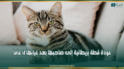 عودة قطة بريطانية إلى صاحبها بعد غيابها 12 عاما