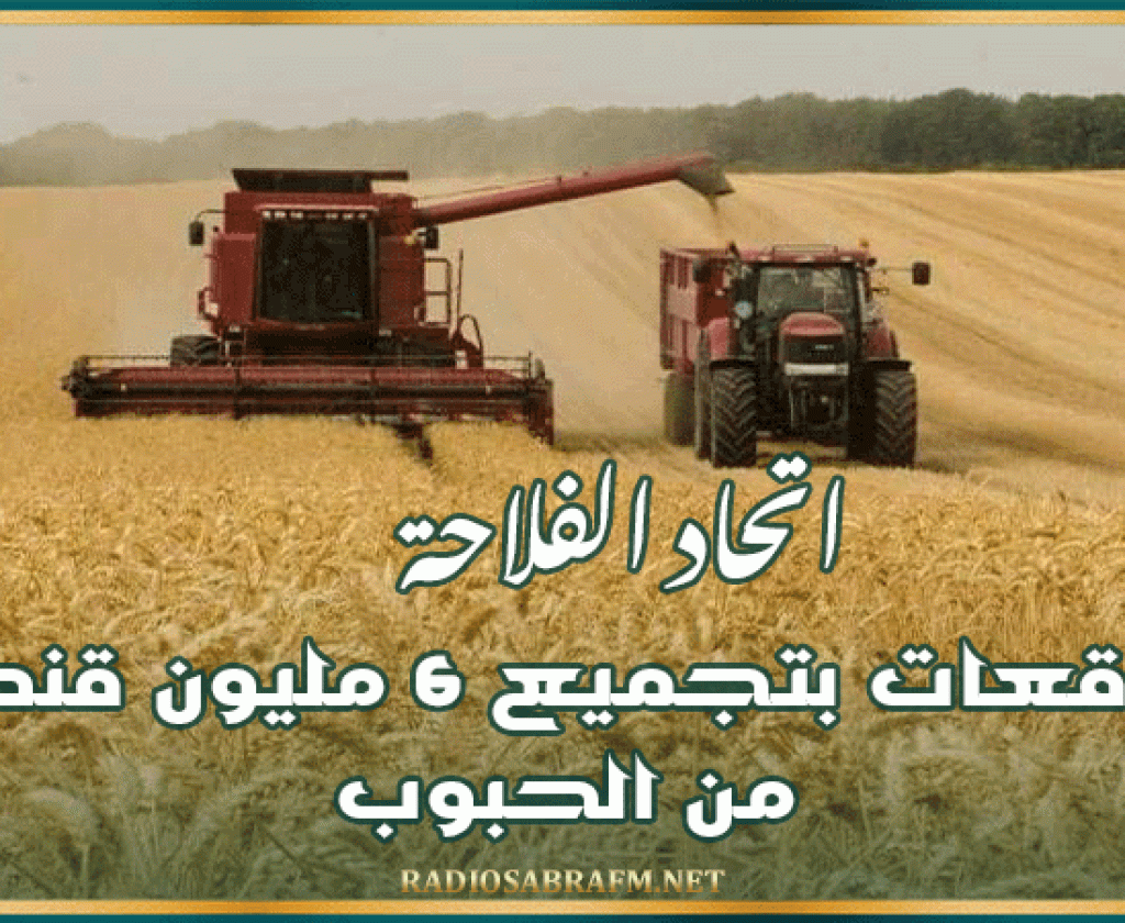 اتحاد الفلاحة: توقعات بتجميع 6 مليون قنطار من الحبوب