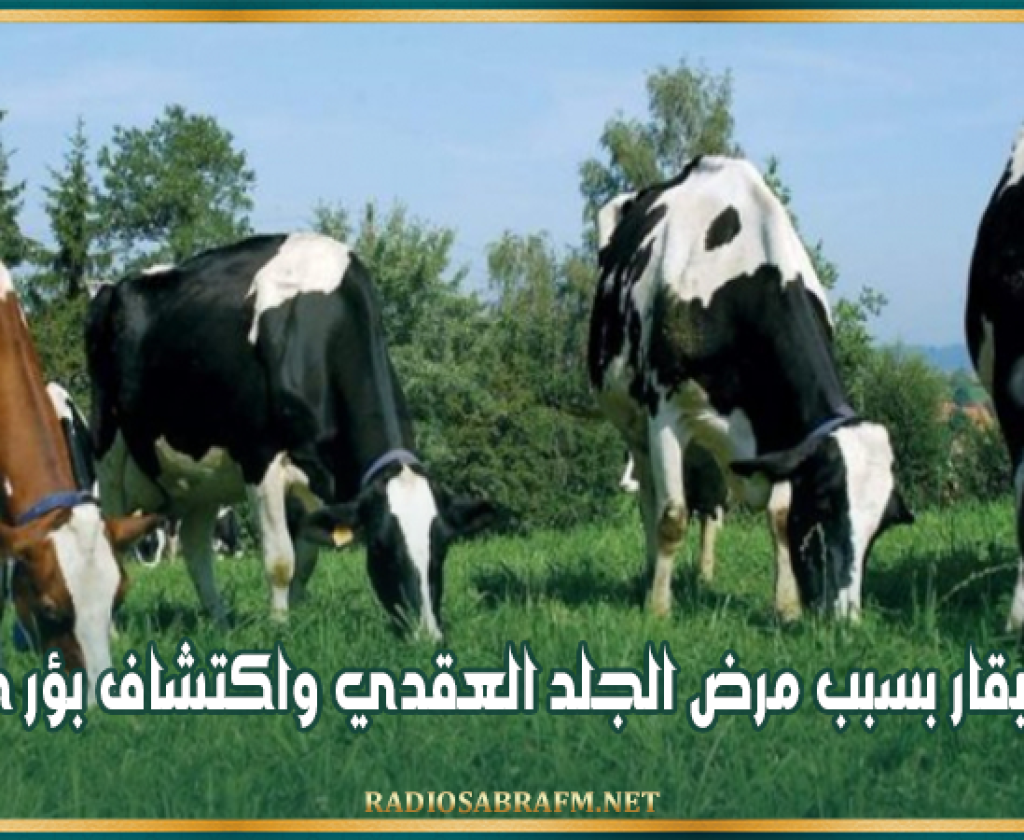 القيروان: نفوق 4 أبقار بسبب مرض الجلد العقدي واكتشاف بؤر جديدة