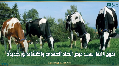 القيروان: نفوق 4 أبقار بسبب مرض الجلد العقدي واكتشاف بؤر جديدة