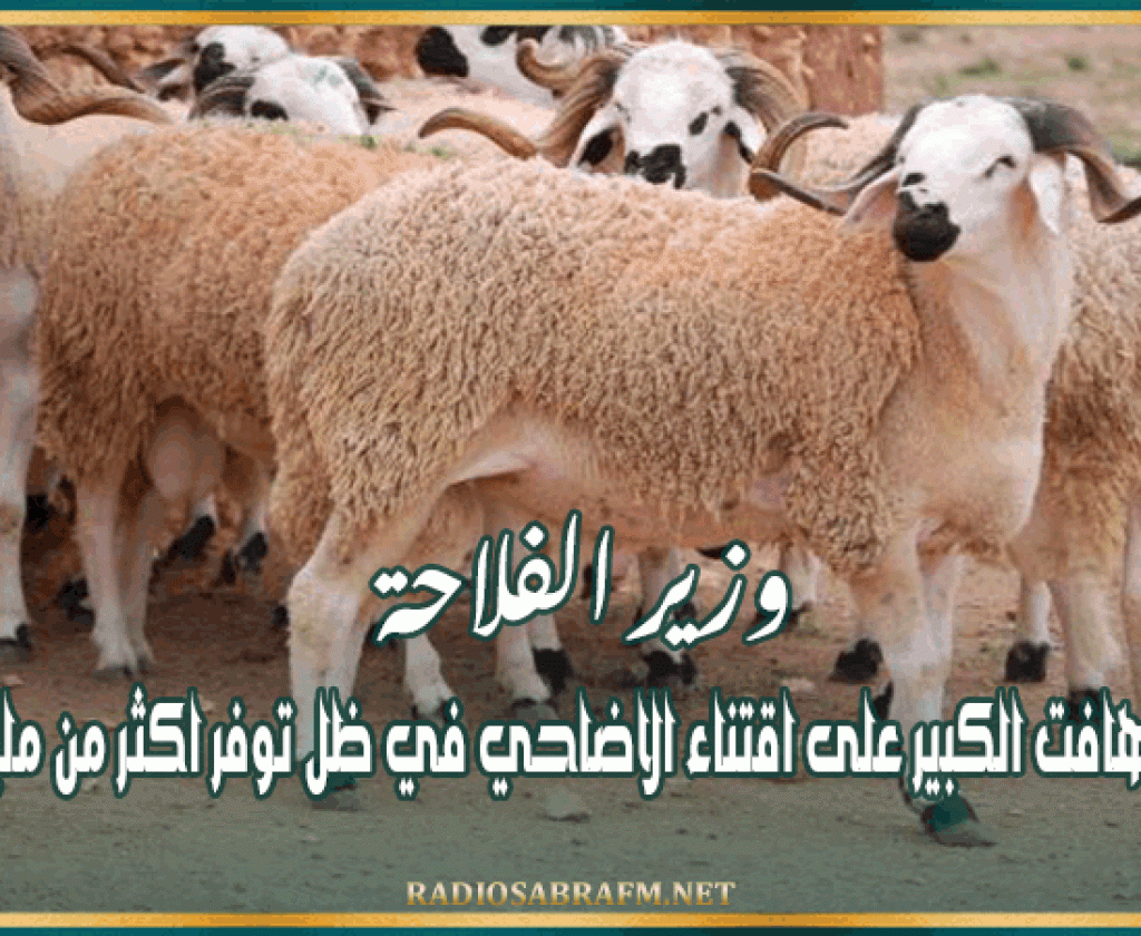 وزير الفلاحة : لاداعي للتهافت الكبير على اقتناء الاضاحي في ظل توفر اكثر من مليون اضحية