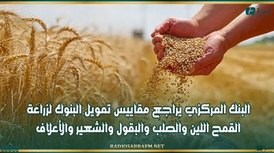 البنك المركزي يراجع مقاييس تمويل البنوك لزراعة القمح اللين والصلب والبقول والشعير والأعلاف