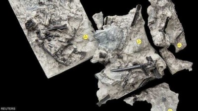 اسكتلندا :" العثور على أحافير لزاحف طائر من أقارب الديناصورات "