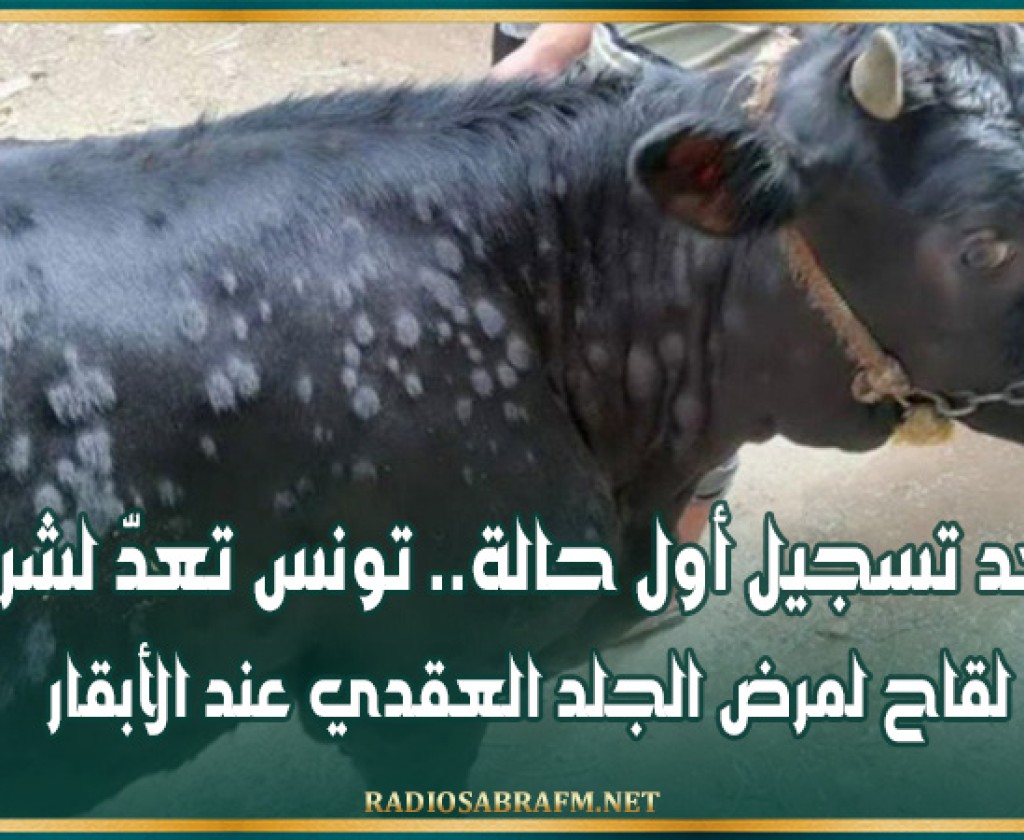 بعد تسجيل أول حالة.. تونس تعدّ لشراء لقاح لمرض الجلد العقدي عند الأبقار