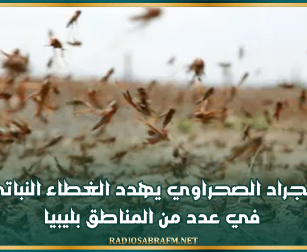 الجراد الصحراوي يهدد الغطاء النباتي في عدد من المناطق بليبيا