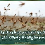 مسؤولة بوزارة الفلاحة: تونس في مأمن حاليا من الجراد الصحراوي ومصالح الوزارة تتابع تحركاته بشكل دوري