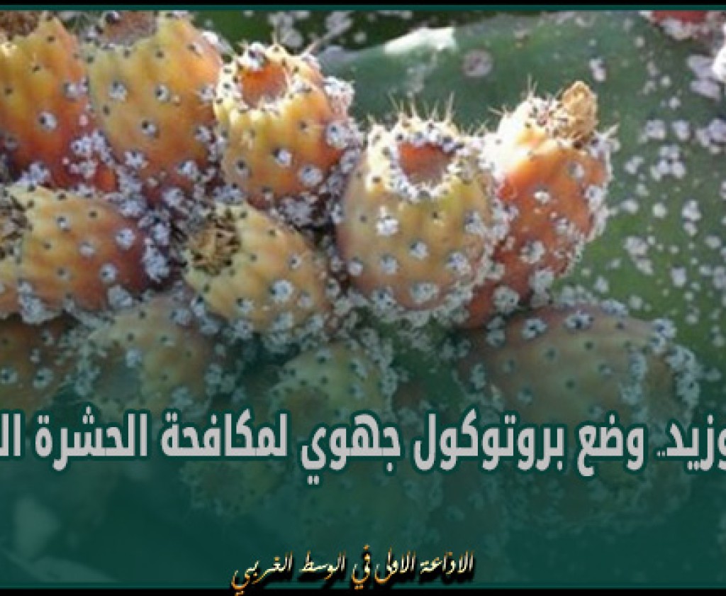 سيدي بوزيد.. وضع بروتوكول جهوي لمكافحة الحشرة القرمزية