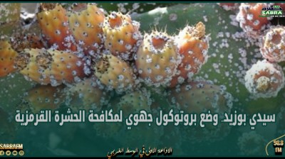 سيدي بوزيد.. وضع بروتوكول جهوي لمكافحة الحشرة القرمزية