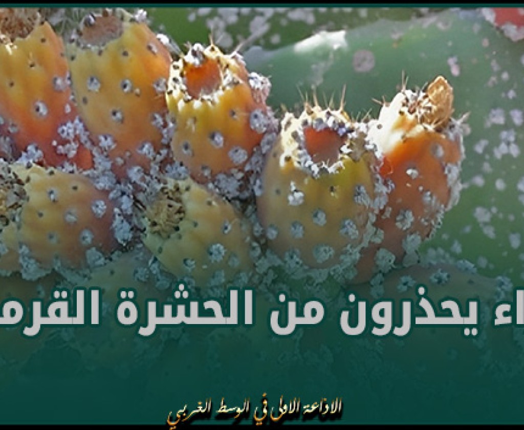 خبراء يحذرون من الحشرة القرمزية