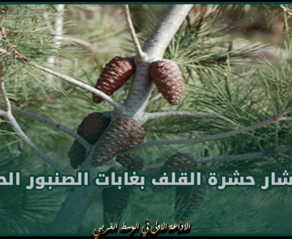 الكاف: إتخاذ جملة من الاجراءات بعد انتشار حشرة القلف بغابات الصنبور الحلبي بالجهة