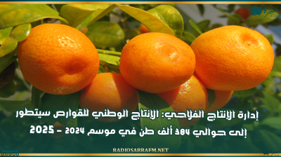 إدارة الإنتاج الفلاحي: الإنتاج الوطني للقوارص سيتطور إلى حوالي 384 ألف طن في موسم 2024 – 2025