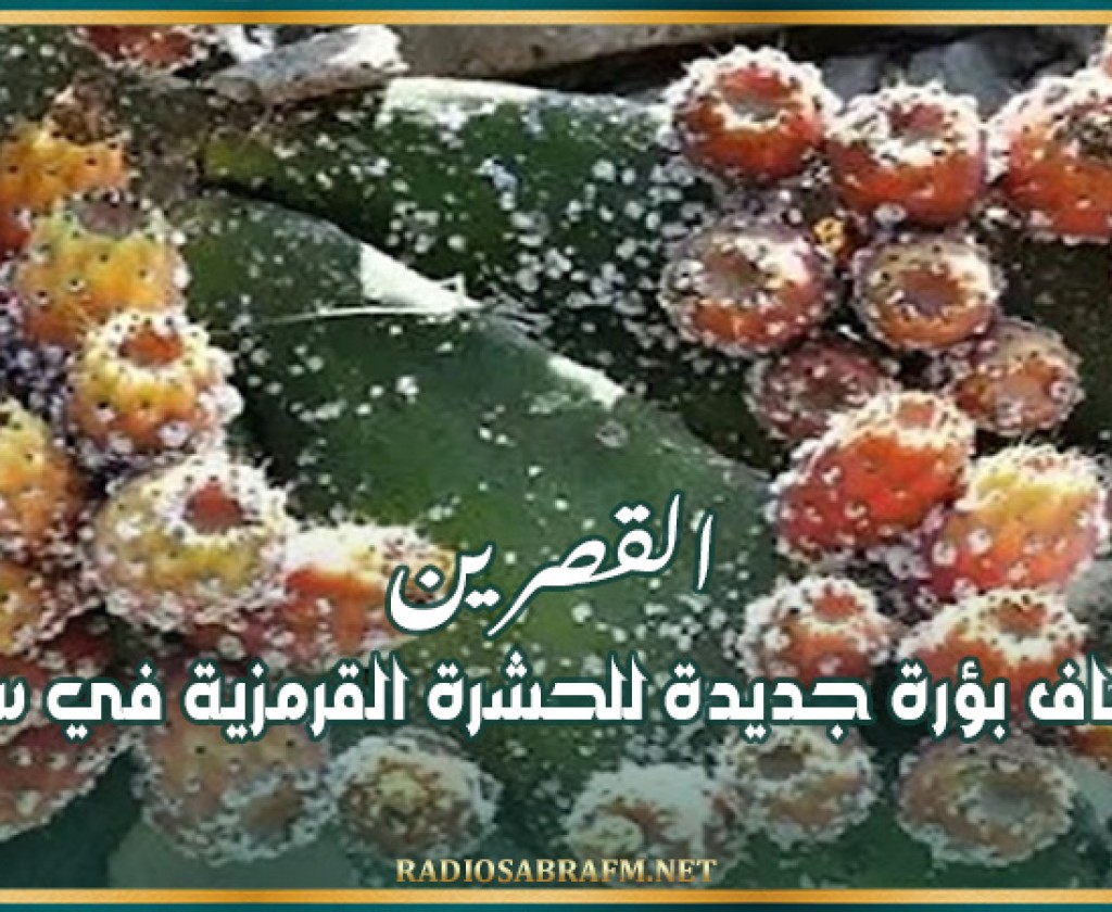 القصرين: اكتشاف بؤرة جديدة للحشرة القرمزية في سبيبة