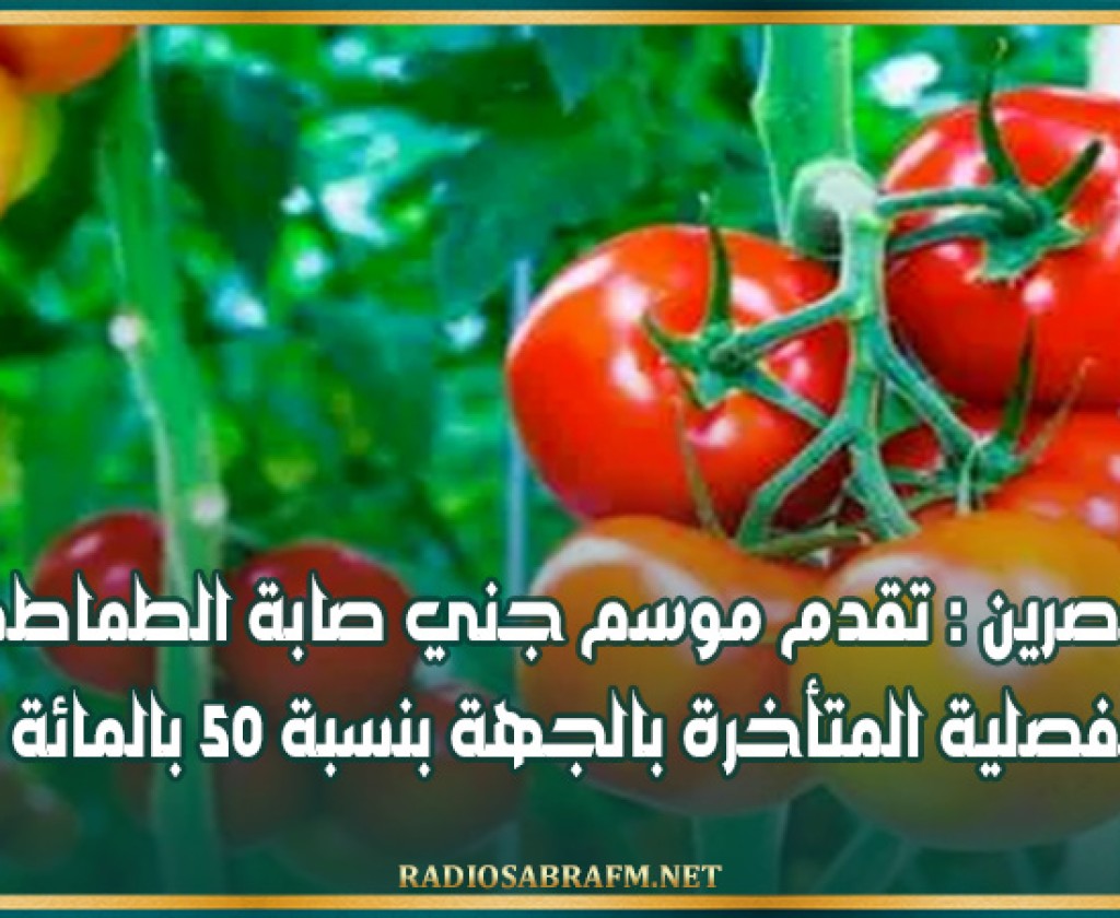 القصرين : تقدم موسم جني صابة الطماطم الفصلية المتأخرة بالجهة بنسبة 50 بالمائة