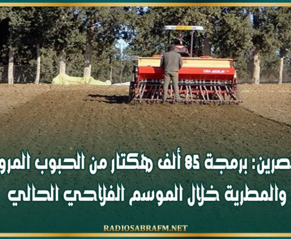 القصرين: برمجة 85 ألف هكتار من الحبوب المروية والمطرية خلال الموسم الفلاحي الحالي