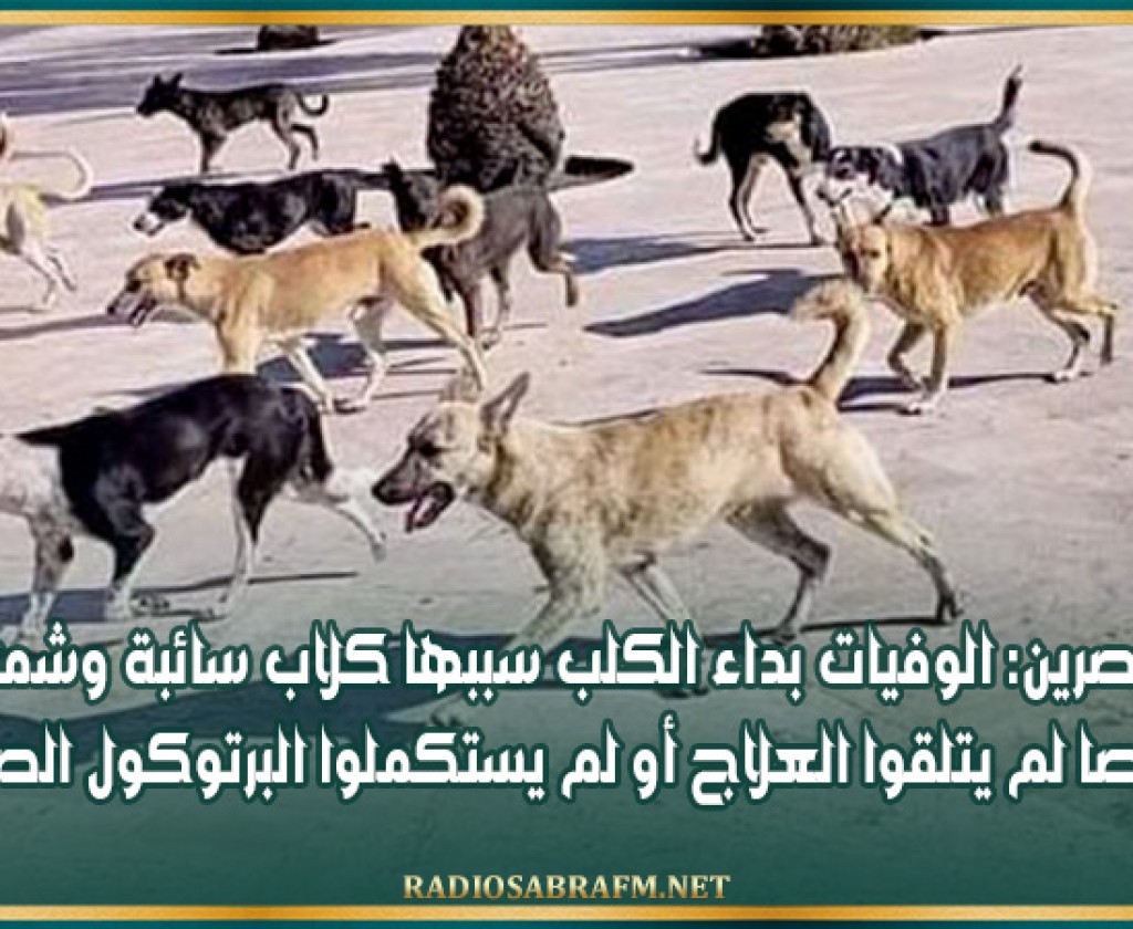 القصرين: الوفيات بداء الكلب سببها كلاب سائبة وشملت أشخاصا لم يتلقوا العلاج أو لم يستكملوا البرتوكول الصحي