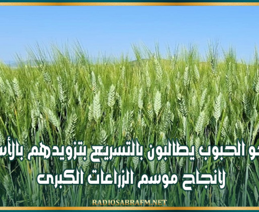 القيروان: منتجو الحبوب يطالبون بالتسريع بتزويدهم بالأسمدة وخاصة مادة الامونيتر لانجاح موسم الزراعات الكبرى