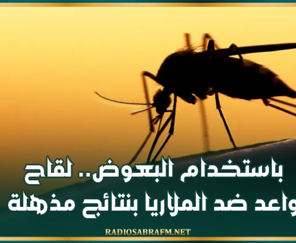 باستخدام البعوض.. لقاح واعد ضد الملاريا بنتائج مذهلة