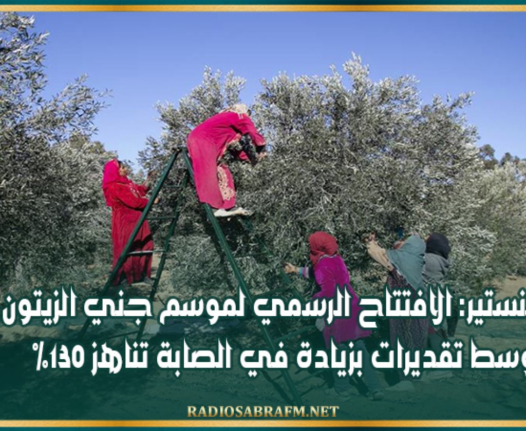 المنستير: الافتتاح الرسمي لموسم جني الزيتون وسط تقديرات بزيادة في الصابة تناهز 130%