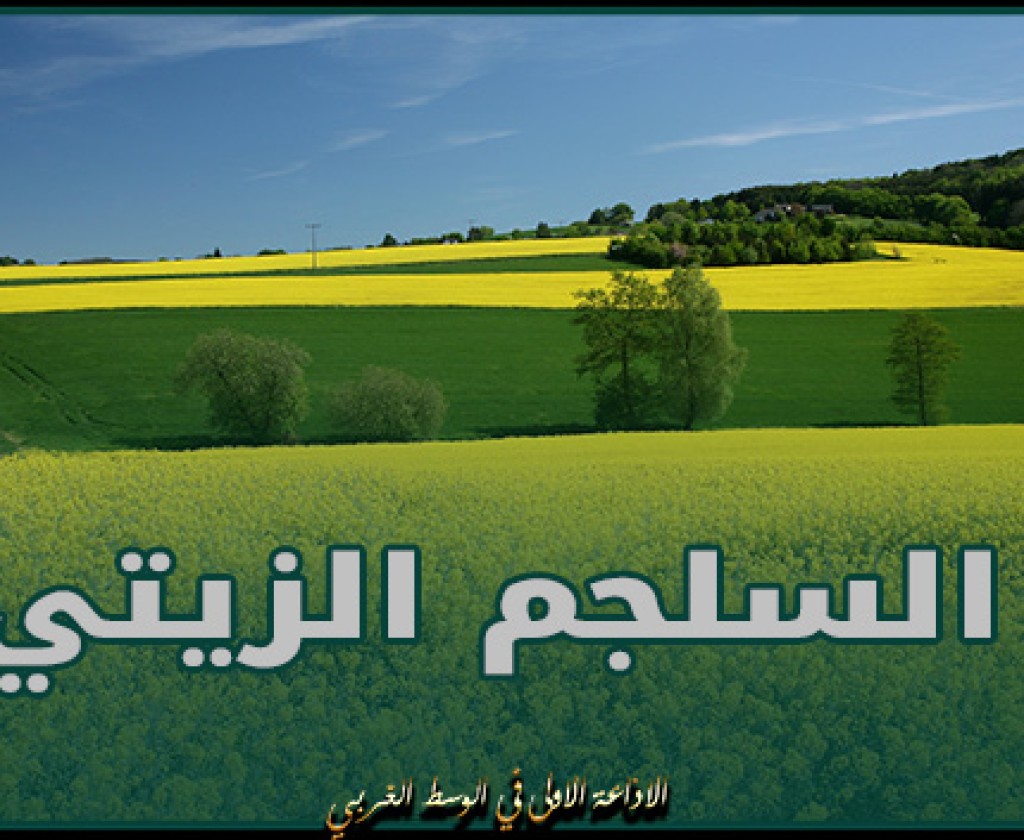 اتّحاد الفلاحة بباجة: تضاعف مساحات السلجم الزيتي بالجهة من شأنه دعم قدرات تونس في إنتاج الزيت والأعلاف