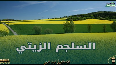 اتّحاد الفلاحة بباجة: تضاعف مساحات السلجم الزيتي بالجهة من شأنه دعم قدرات تونس في إنتاج الزيت والأعلاف