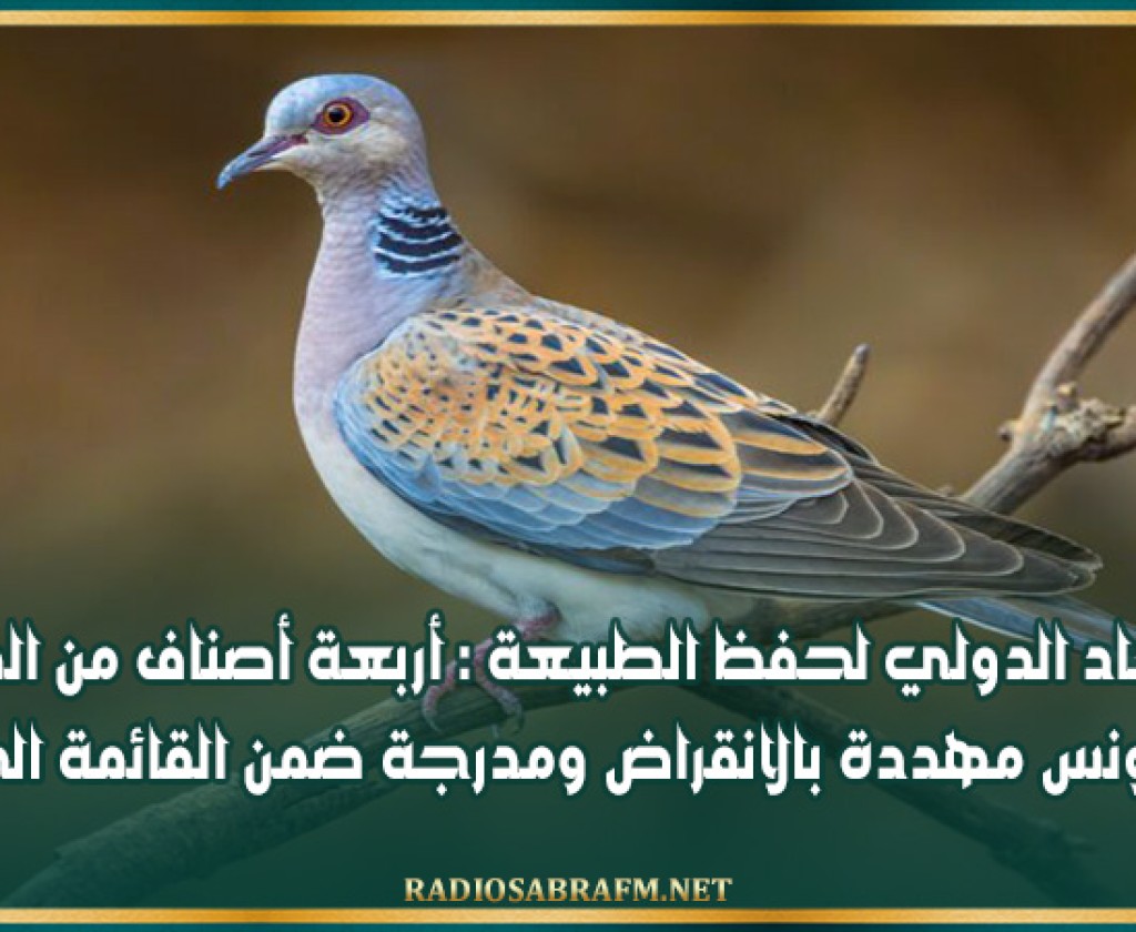 الاتحاد الدولي لحفظ الطبيعة : أربعة أصناف من الطيور في تونس مهددة بالانقراض ومدرجة ضمن القائمة الحمراء